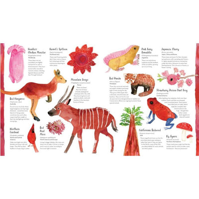 toy_shop-Mornington_Peninsula-World of Colour-baby_gifts-Australia