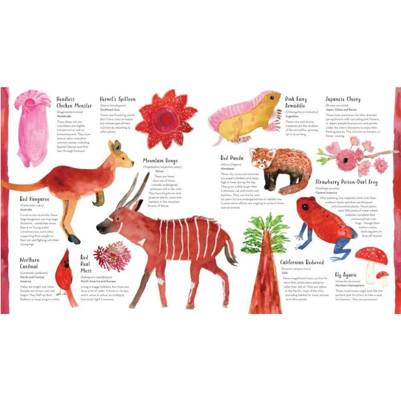 toy_shop-Mornington_Peninsula-World of Colour-baby_gifts-Australia